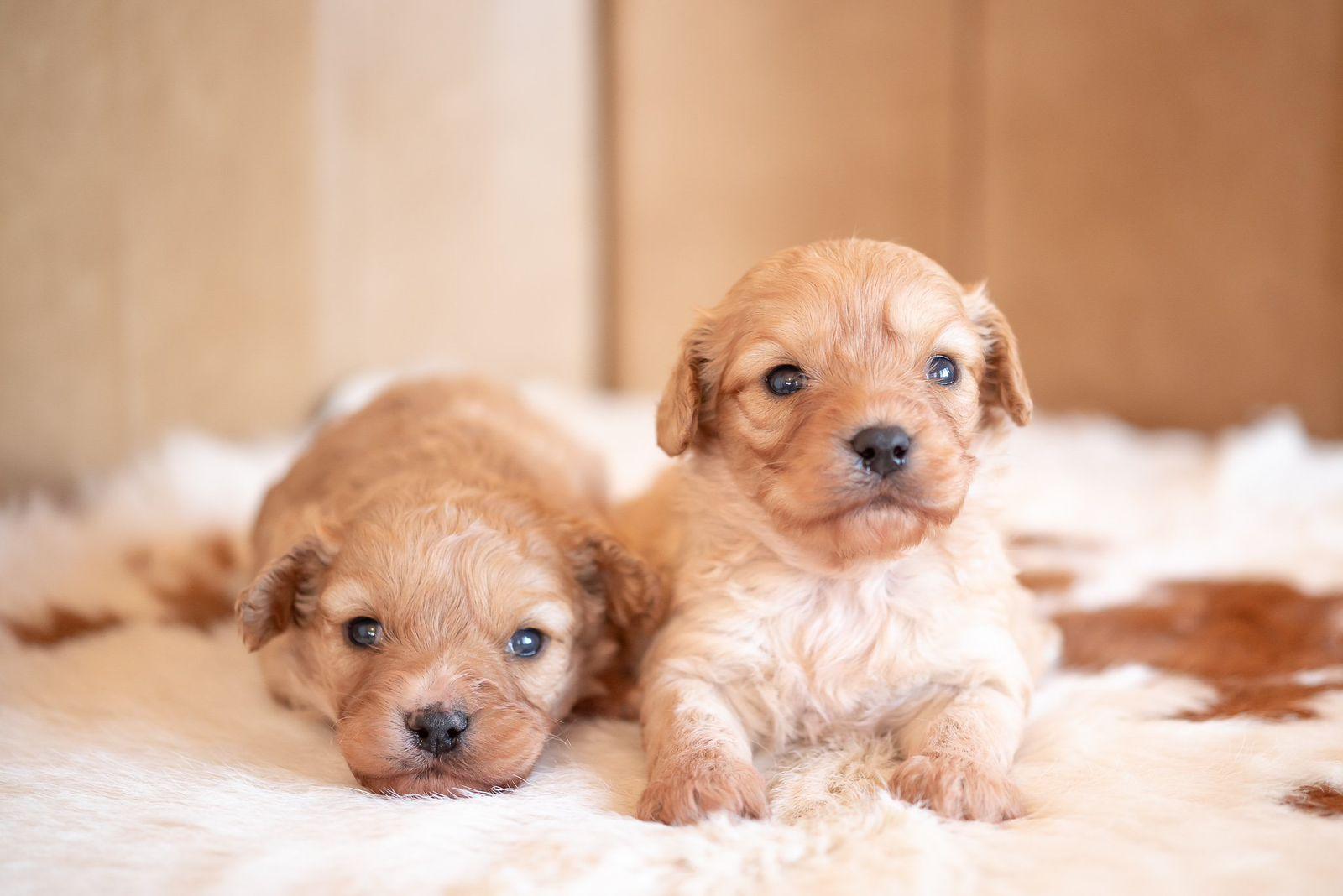 foto cavapoo