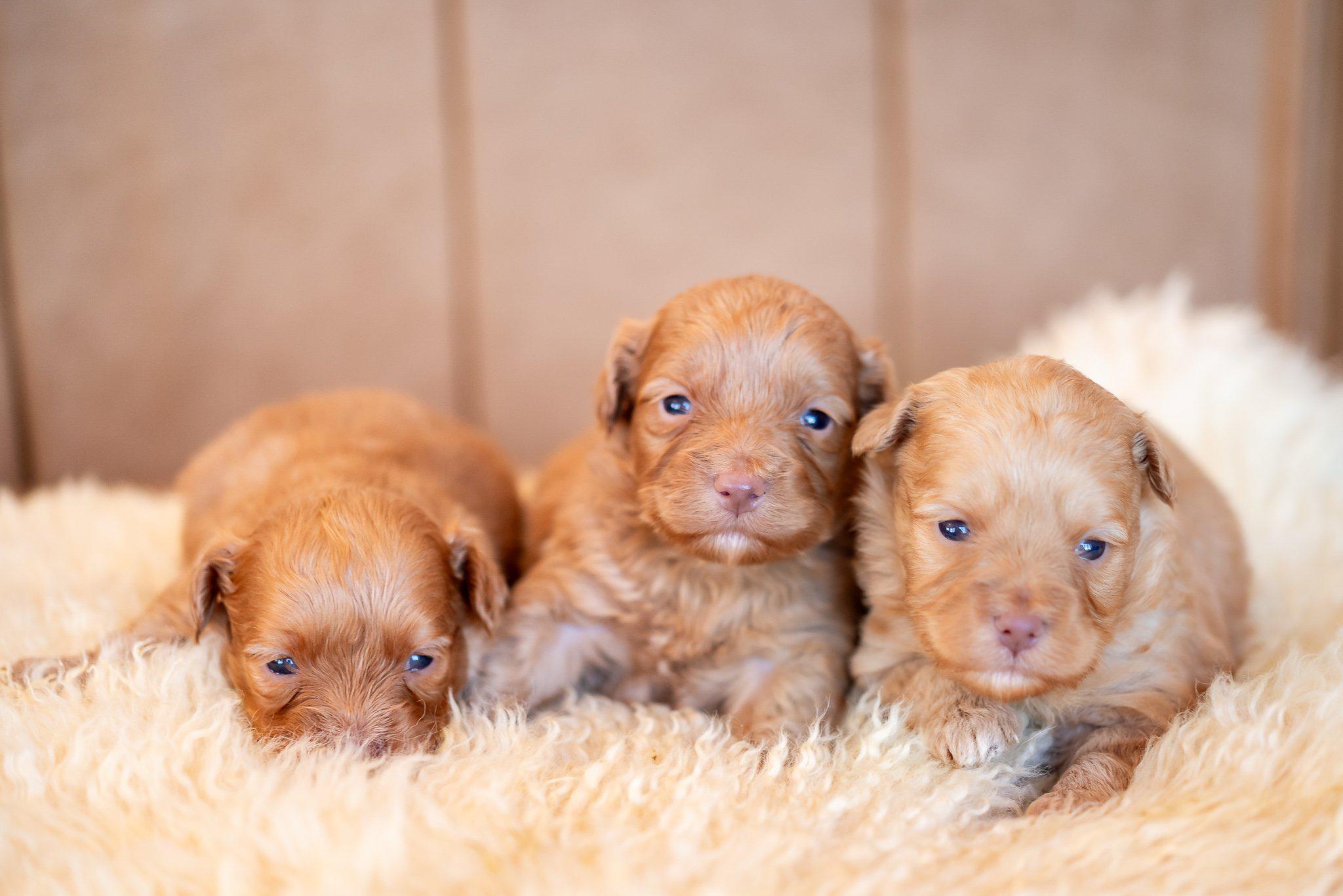 foto maltipoo2